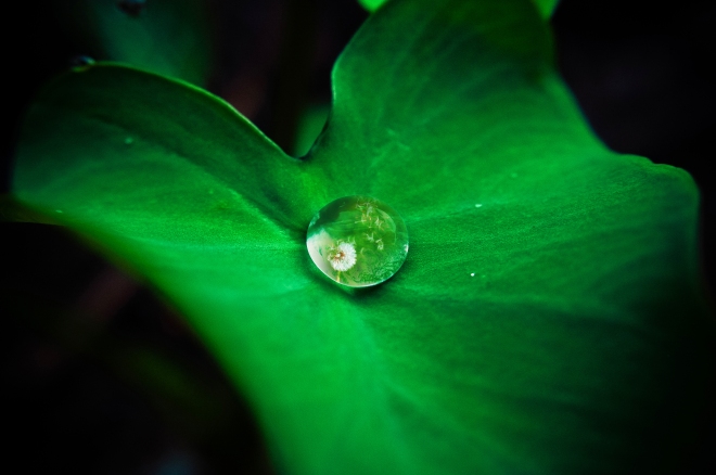 drop of rain on leaf